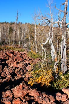 Lava field amongst the woodlands of the Dixie National Forest of Utah.