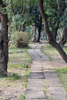 pathway of the park