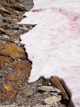 pink snow mold