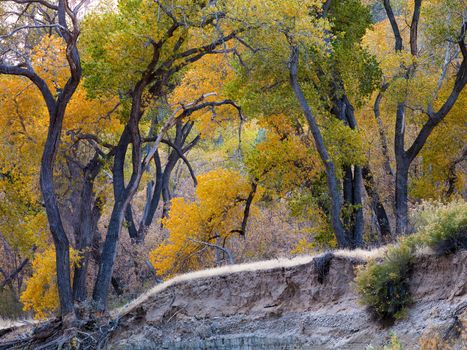 trees in zion