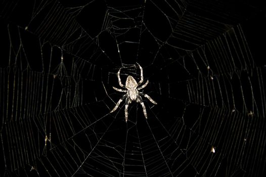 spider in the center of a web on a black background