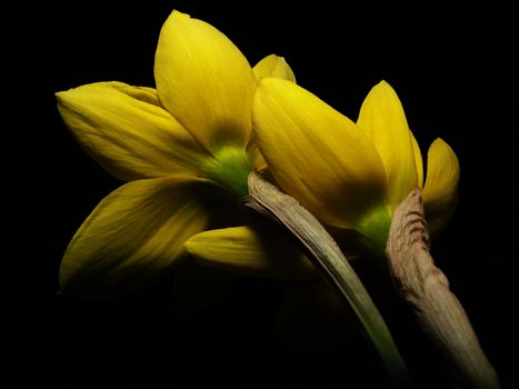 Two narcissus hugging each other.