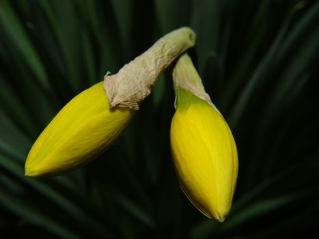 Two narcissus sprout with green leaves at the background.