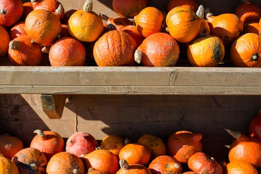 Harvested pumpkins for sale in a wooden rack at a farm in autumn