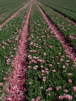 Tulip farm at the Netherlands.