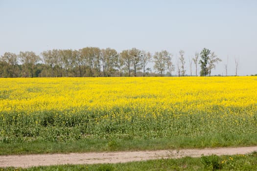 Yellow field of blooming canola iPoland