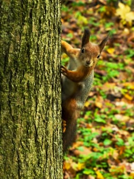 squirrel sits on a tree looking warily at the camera