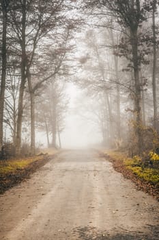 An image of a beautiful forest with fog in bavaria germany