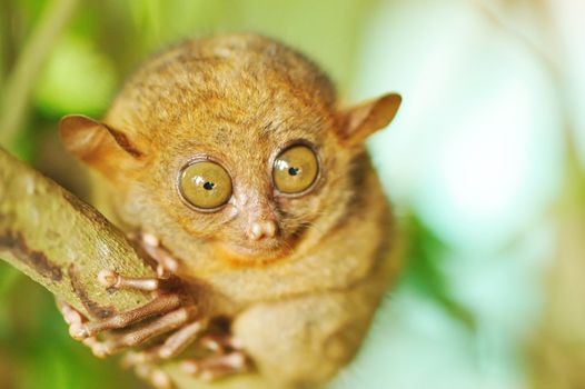 Tarsier monkey in natural environment
