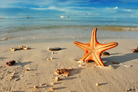 Starfish on a beautiful beach