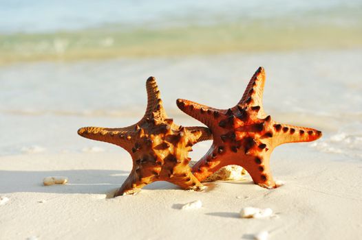 Starfish on a beautiful beach