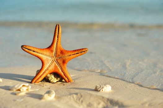 Starfish on a beautiful beach
