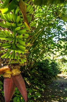 Green plantain fruits growing on a tree.