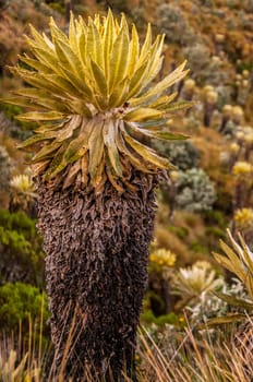 An espeletia plant in Nevado del Ruiz National Park.