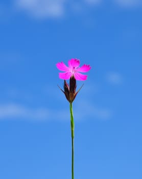 Carthusian pink (Dianthus carthusianorum)