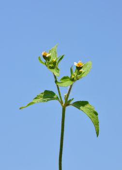 Shaggy soldier (Galinsoga ciliata)