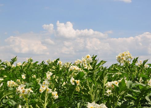 Potato field