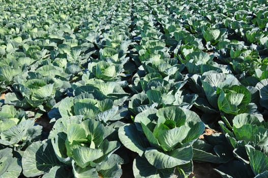 Cabbage field