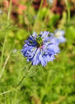 Love-in-a-mist (Nigella damascena)