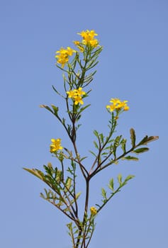 Creeping yellowcress (Rorippa sylvestris)