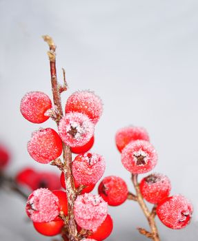 Berries in winter (Cotoneaster)