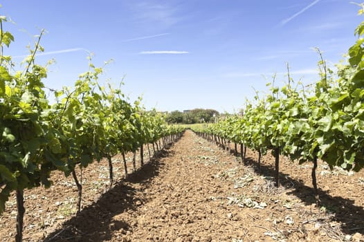 Vineyard in the fruit set season, Borba, Alentejo, Portugal