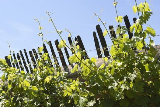 Grapevines in the fruit set season, Borba, Alentejo, Portugal