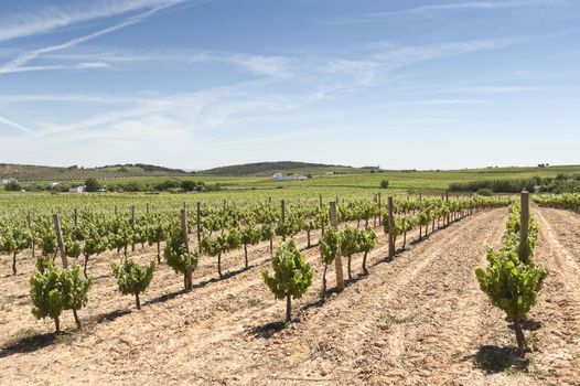 Vineyard in the fruit set season, Borba, Alentejo, Portugal