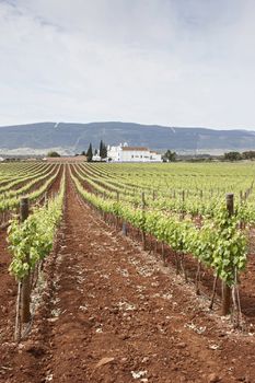 Vineyard in the fruit set season, Borba, Alentejo, Portugal