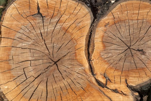 Oak log surface with cracks as background