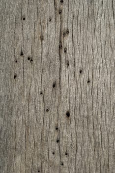 Old weathered grey wooden board with woodworm holes