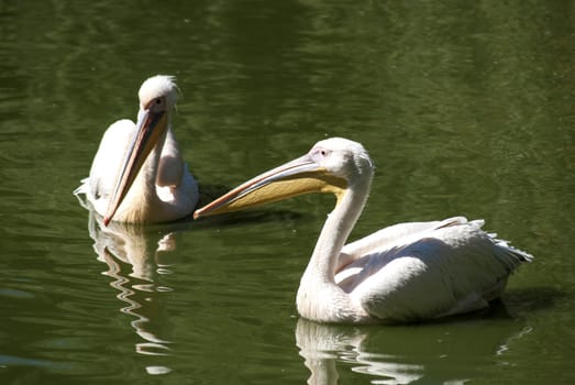 Two pelicans close together in lake water