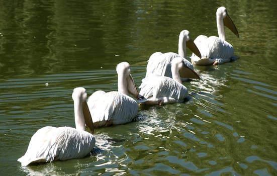 Pelicans swimming in lake water in a row diagonal view