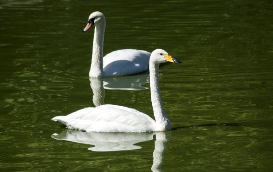 Two white swan gooses in lake waters