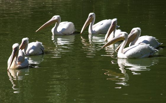 Covey of pelicans swimming in lake waters