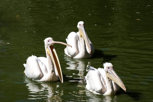 Three pelicans swimming in lake waters close together