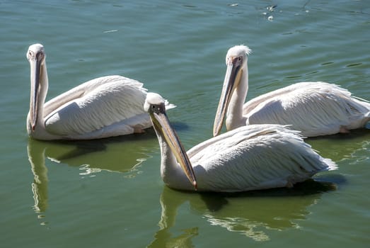 Three pelicans swimming in lake waters close together