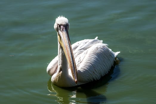 Pelican in lake watesr full face closeup