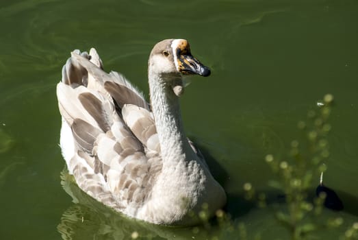 Swan goose semi profile in lake waters