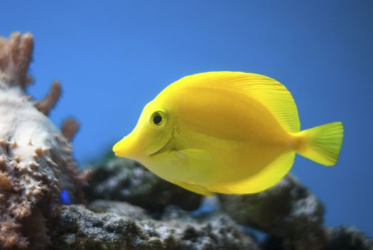 Yellow tang ornamental fish in aquarium blue background