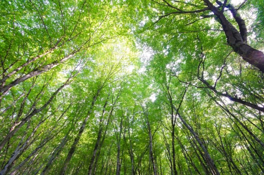 Green forest in bright summer day