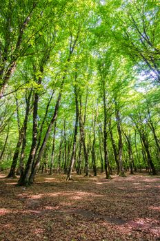 Green forest during bright summer day