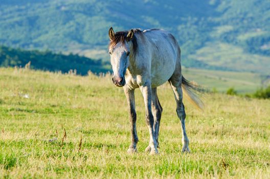 Lonely horse at the meadow