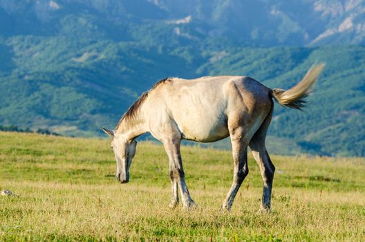 Lonely horse at the meadow