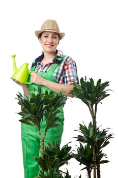 Woman watering plants on white