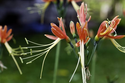 flowers blooming in summer
