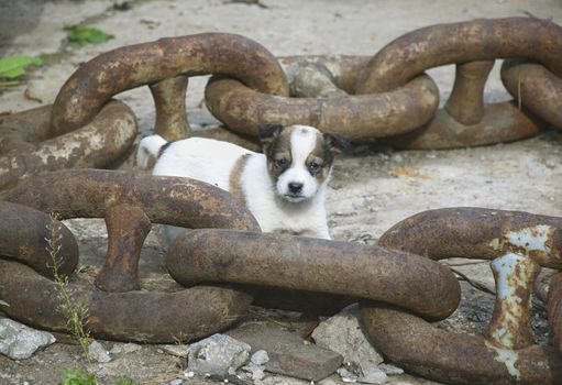 Puppy in the ship's chain on the old wharf