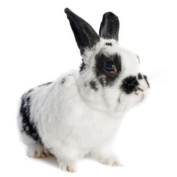 portrait of a dwarf bunny in front of white background