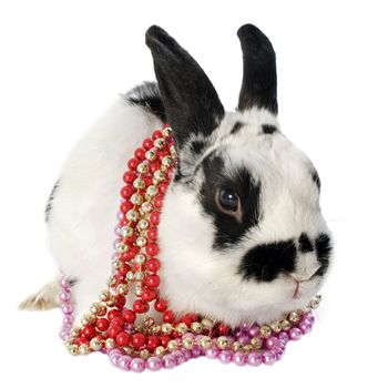 portrait of a cute dwarf bunny with pearl collars in front of white background