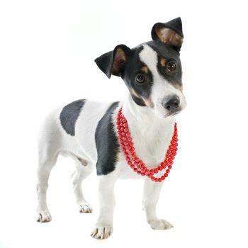 portrait of a puppy purebred jack russel terrier in studio